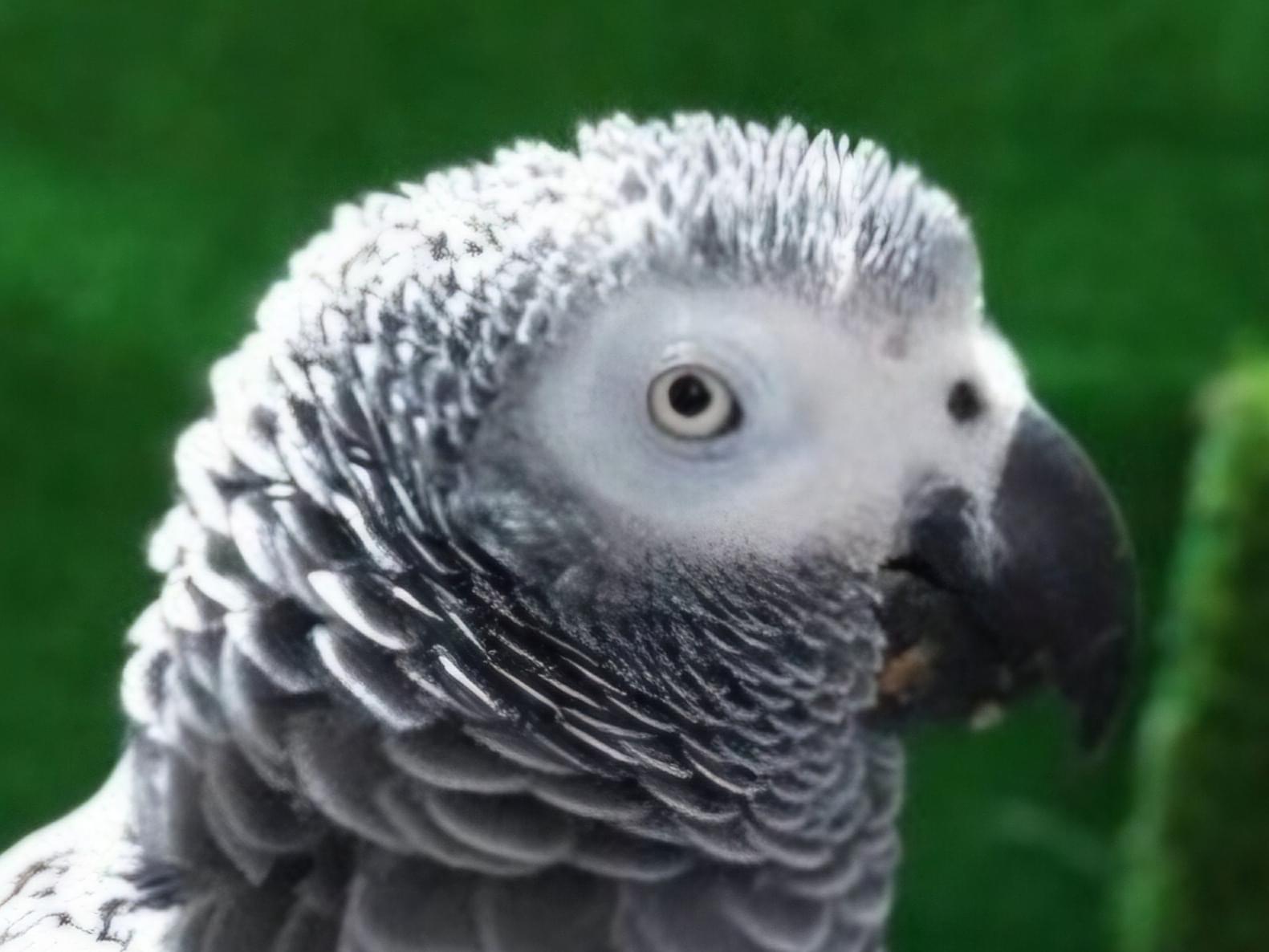 保護された鳥 保護された鳥