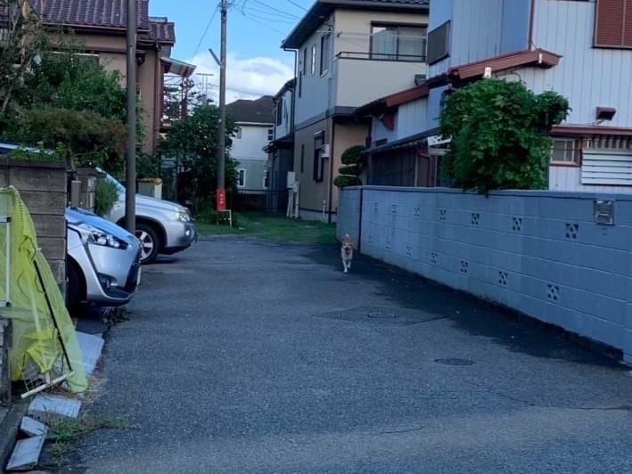 目撃された犬 目撃された犬