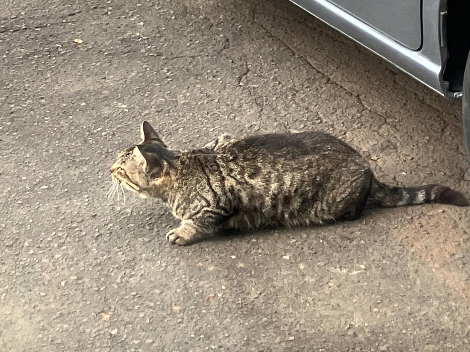 保護された猫 保護された猫