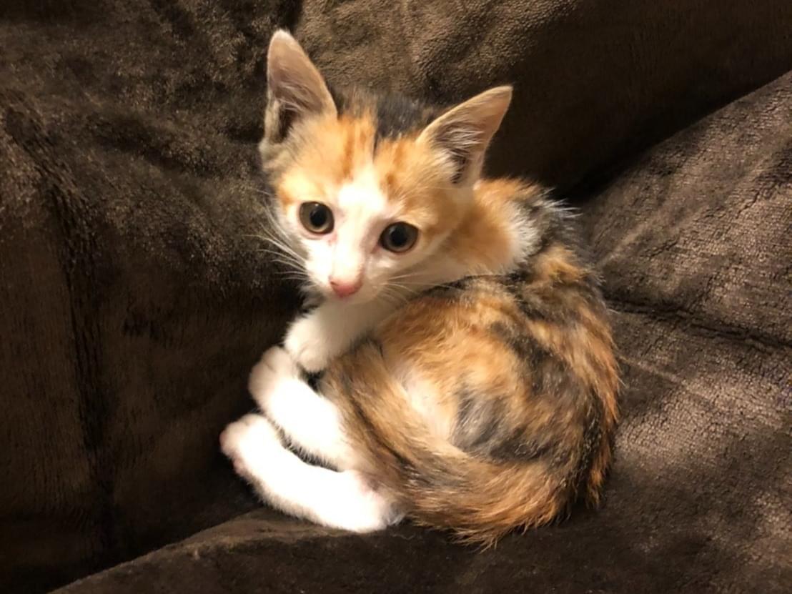 保護された猫 保護された猫