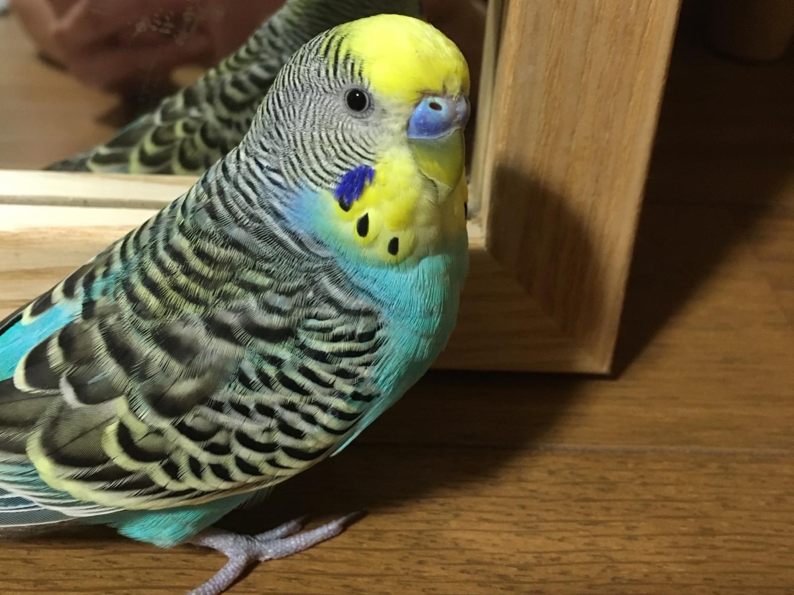 ピー助ちゃん ピー助ちゃん