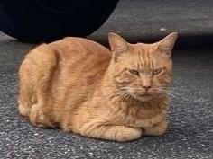 保護された猫 保護された猫