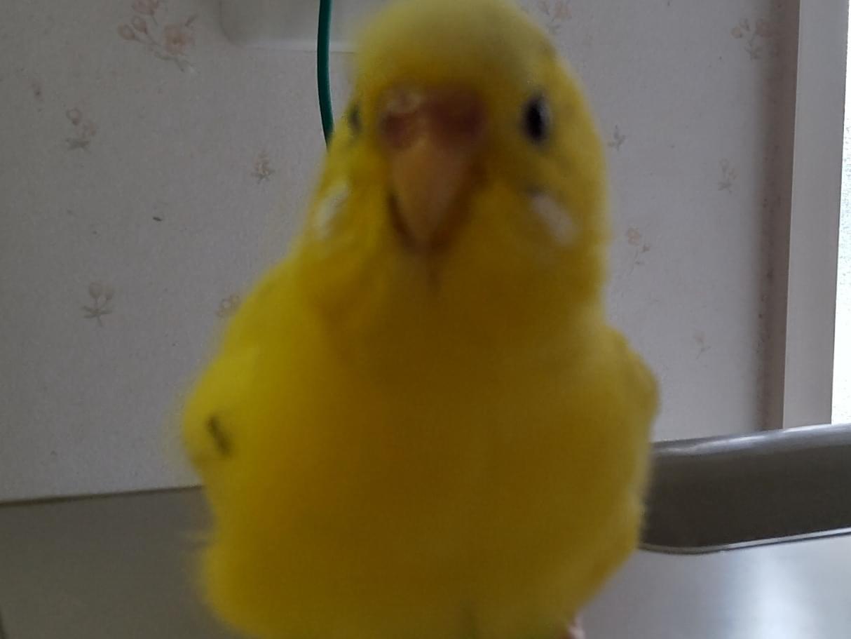 たまちゃん たまちゃん