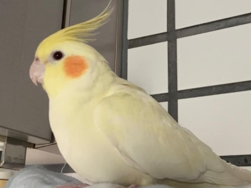 ルルちゃん ルルちゃん