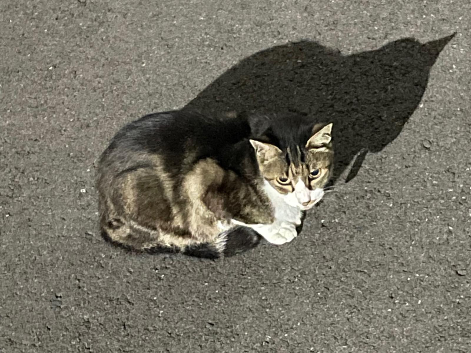 目撃された猫 目撃された猫