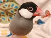リピーター様⭐︎むつ文鳥 ツキヨさん on X: 
