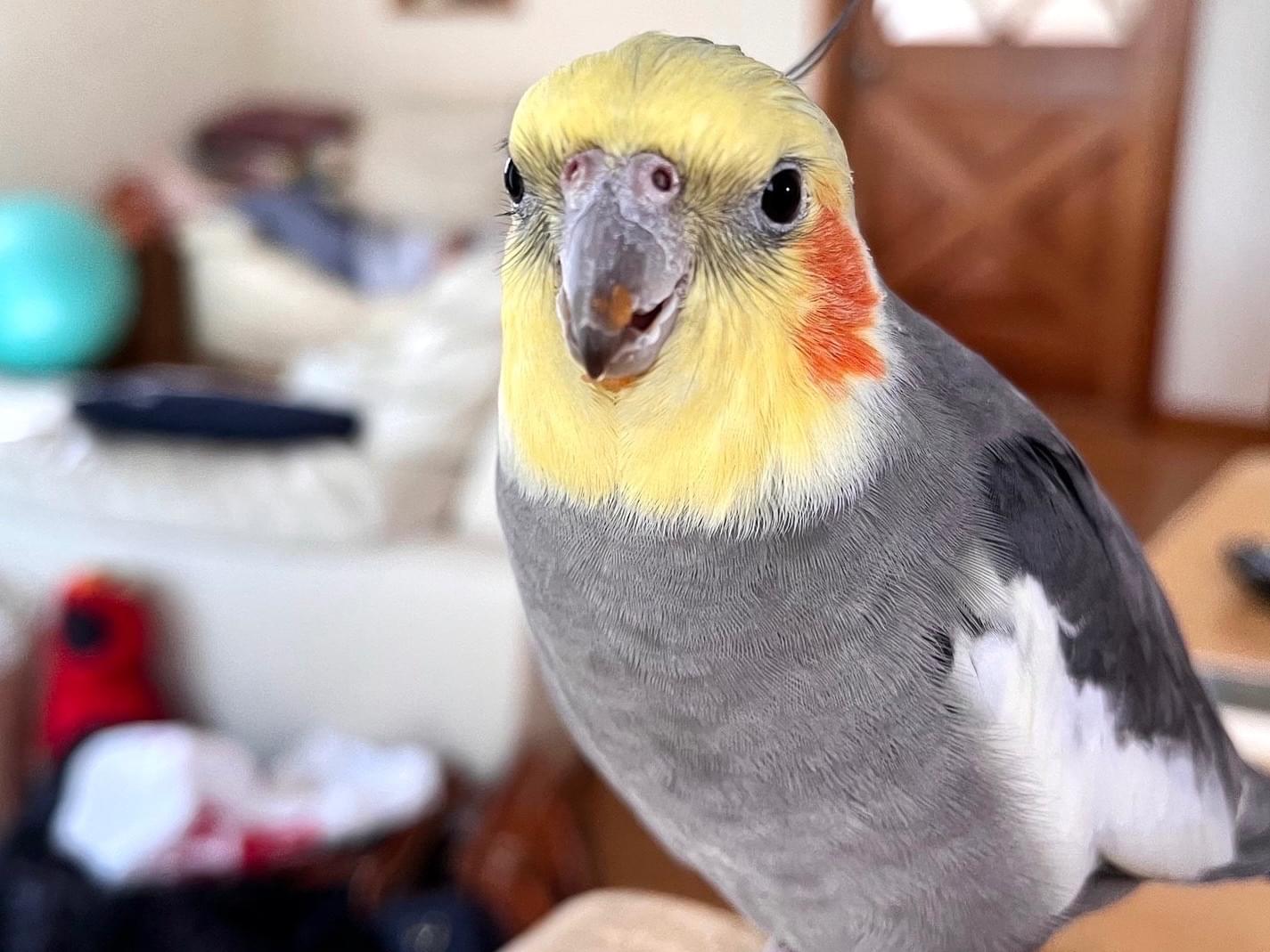 ももちゃん ももちゃん