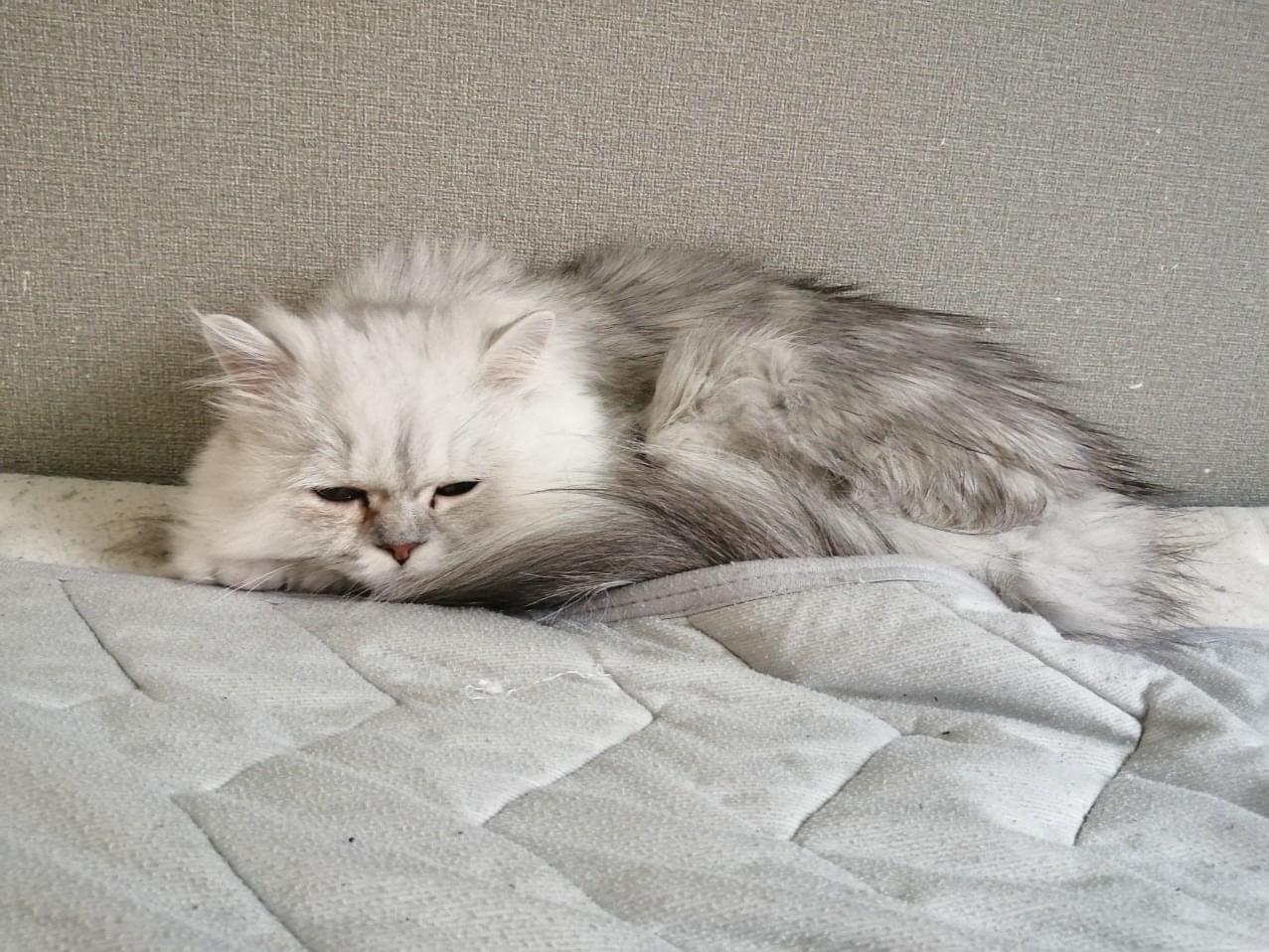 まろちゃん まろちゃん