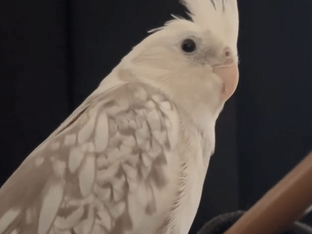 ポコちゃん ポコちゃん