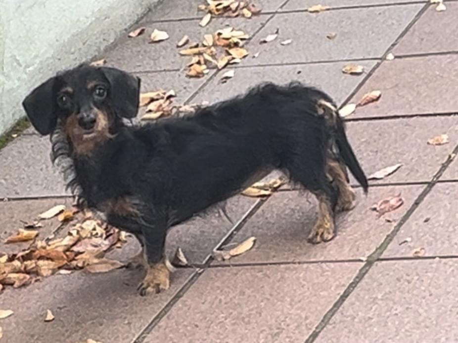 目撃された犬 目撃された犬
