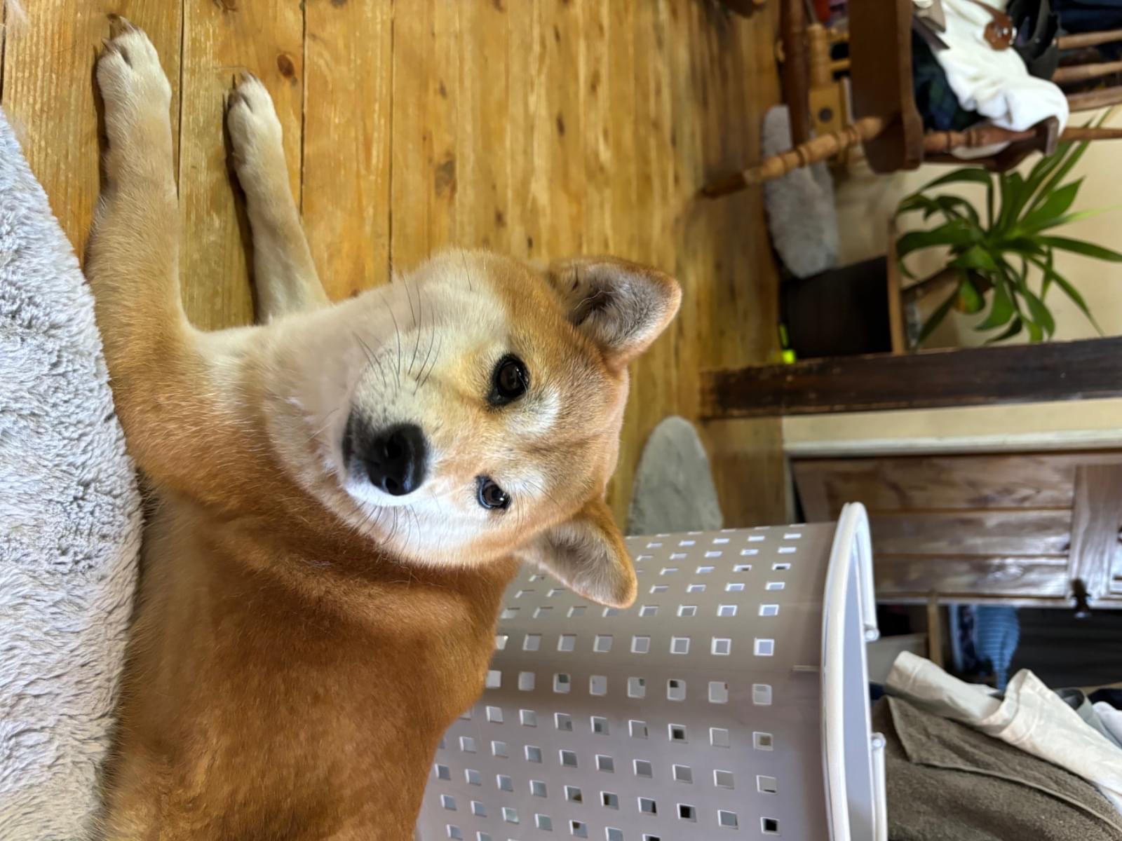くるみちゃん くるみちゃん