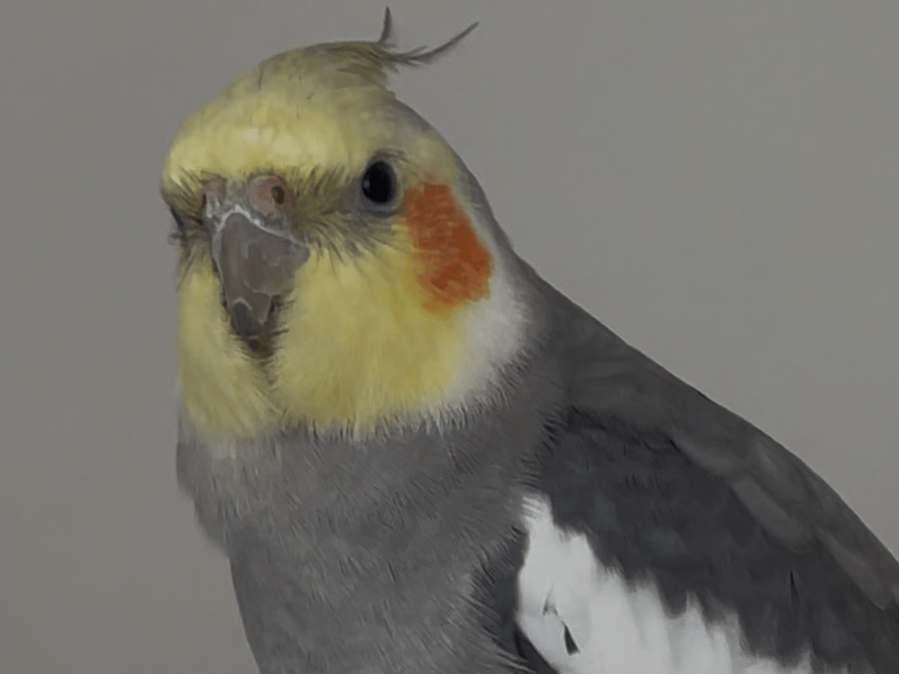ぴけちゃん ぴけちゃん