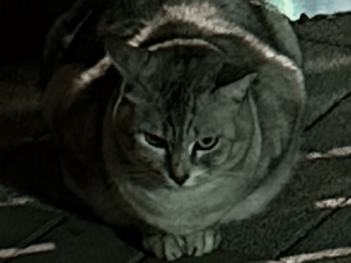 目撃された猫 目撃された猫