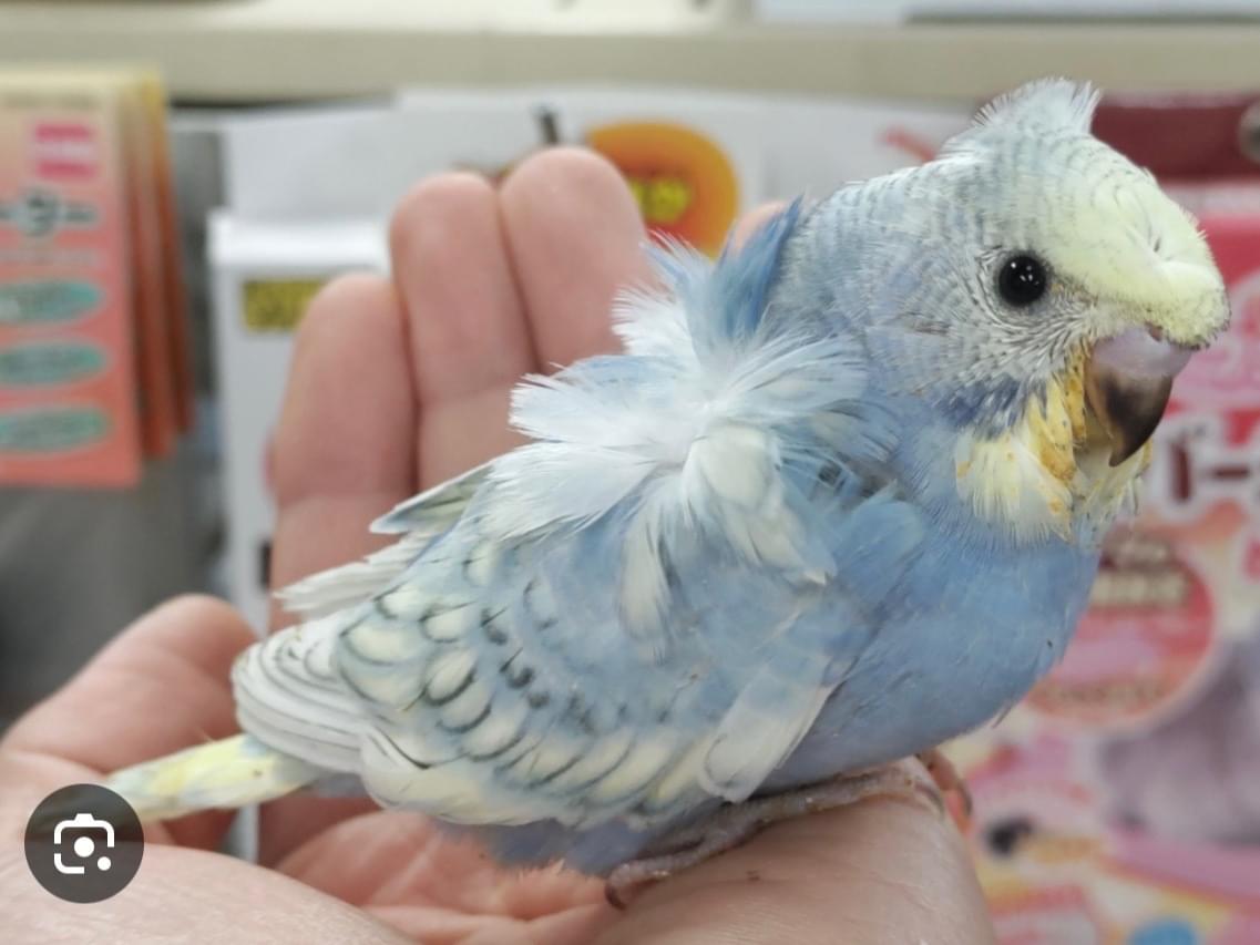 羽衣セキセイインコちゃん