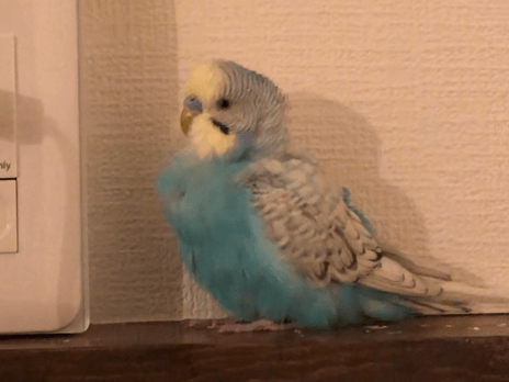 くーちゃん くーちゃん
