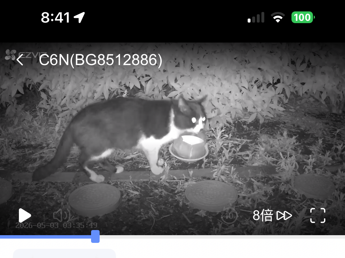 目撃された猫