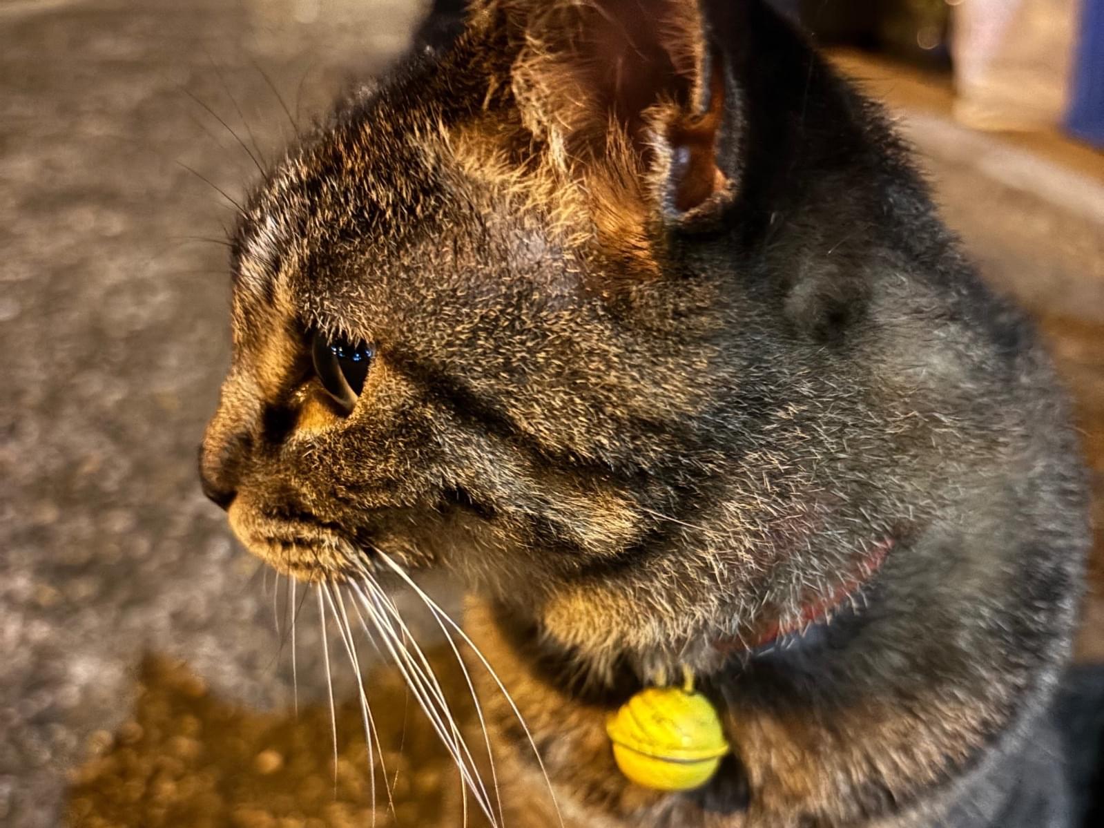 目撃された猫 目撃された猫