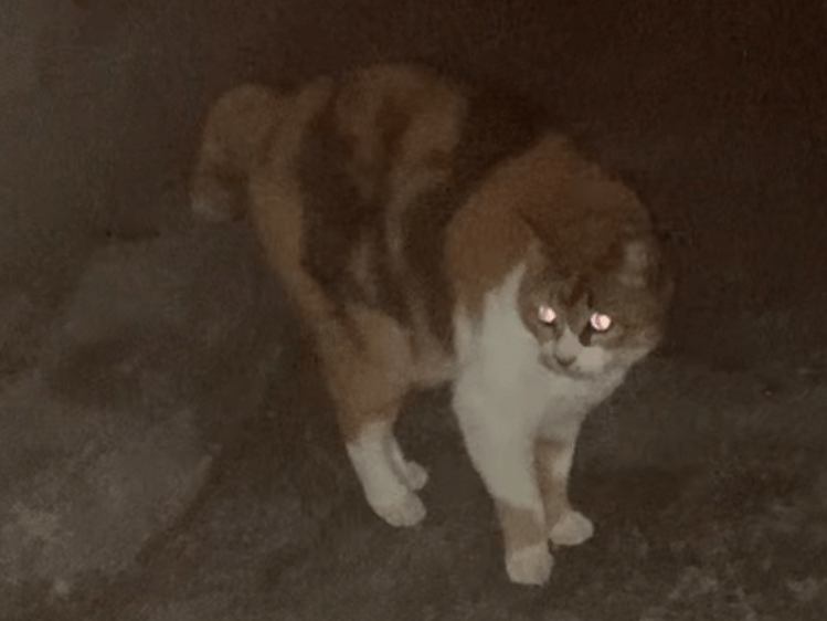 目撃された猫 目撃された猫