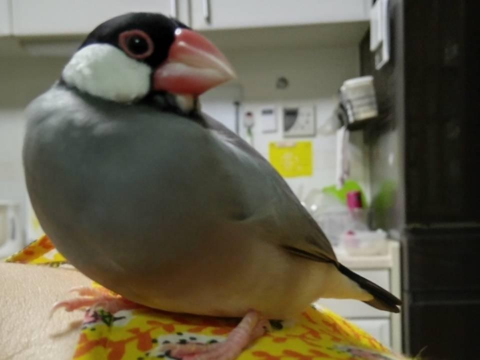 やよいちゃん やよいちゃん