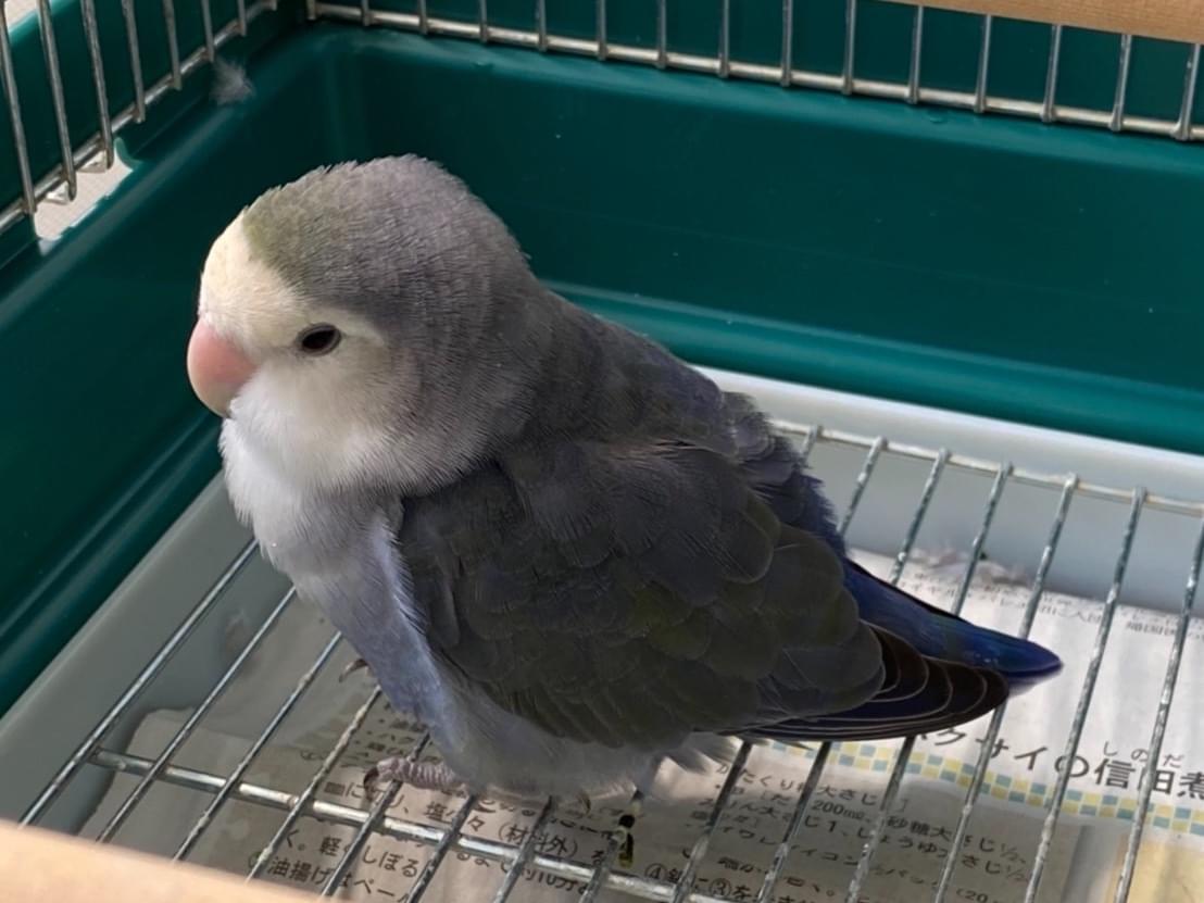 保護された鳥 保護された鳥