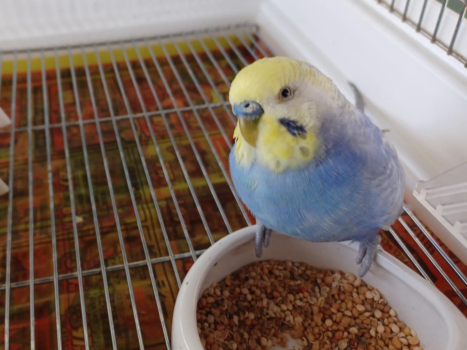 保護された鳥 保護された鳥