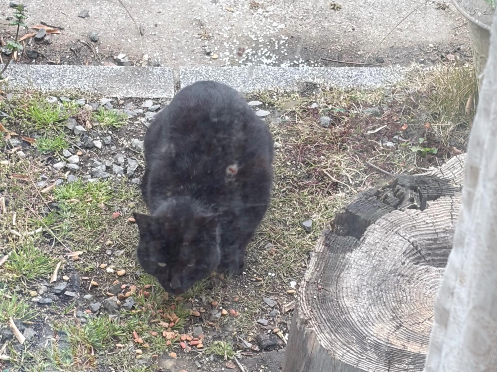 目撃された猫 目撃された猫