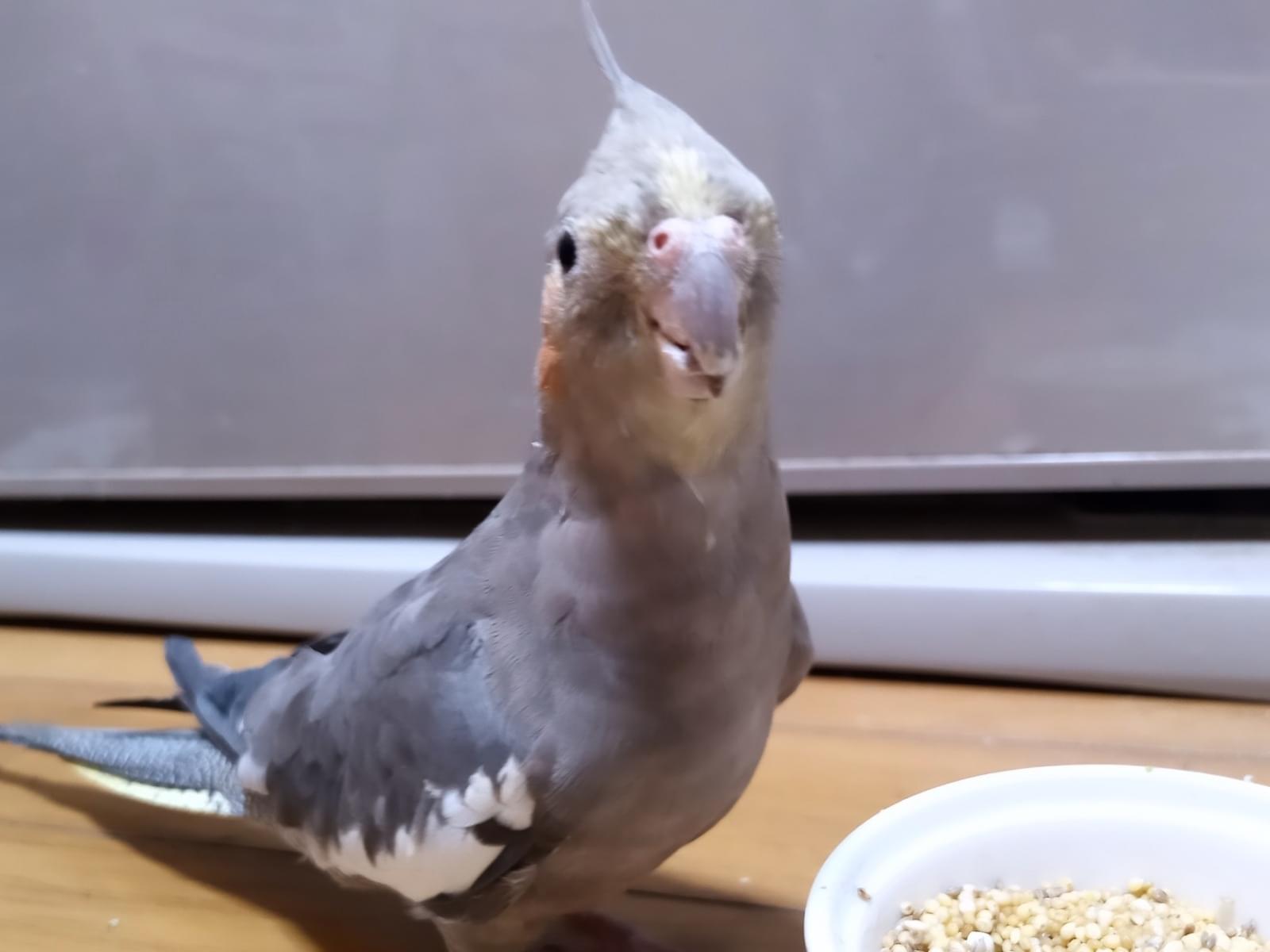 オッピーちゃん オッピーちゃん
