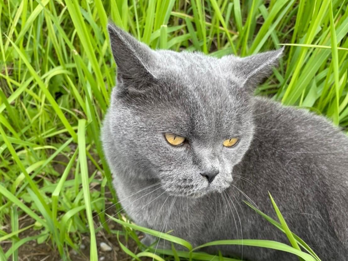 目撃された猫 目撃された猫