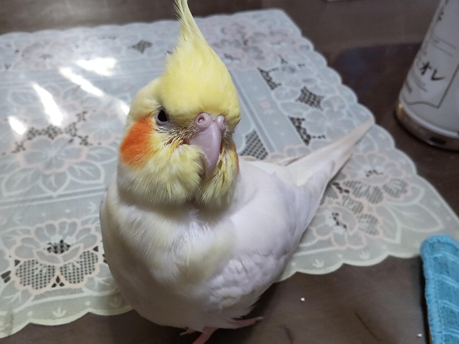 さくらちゃん さくらちゃん