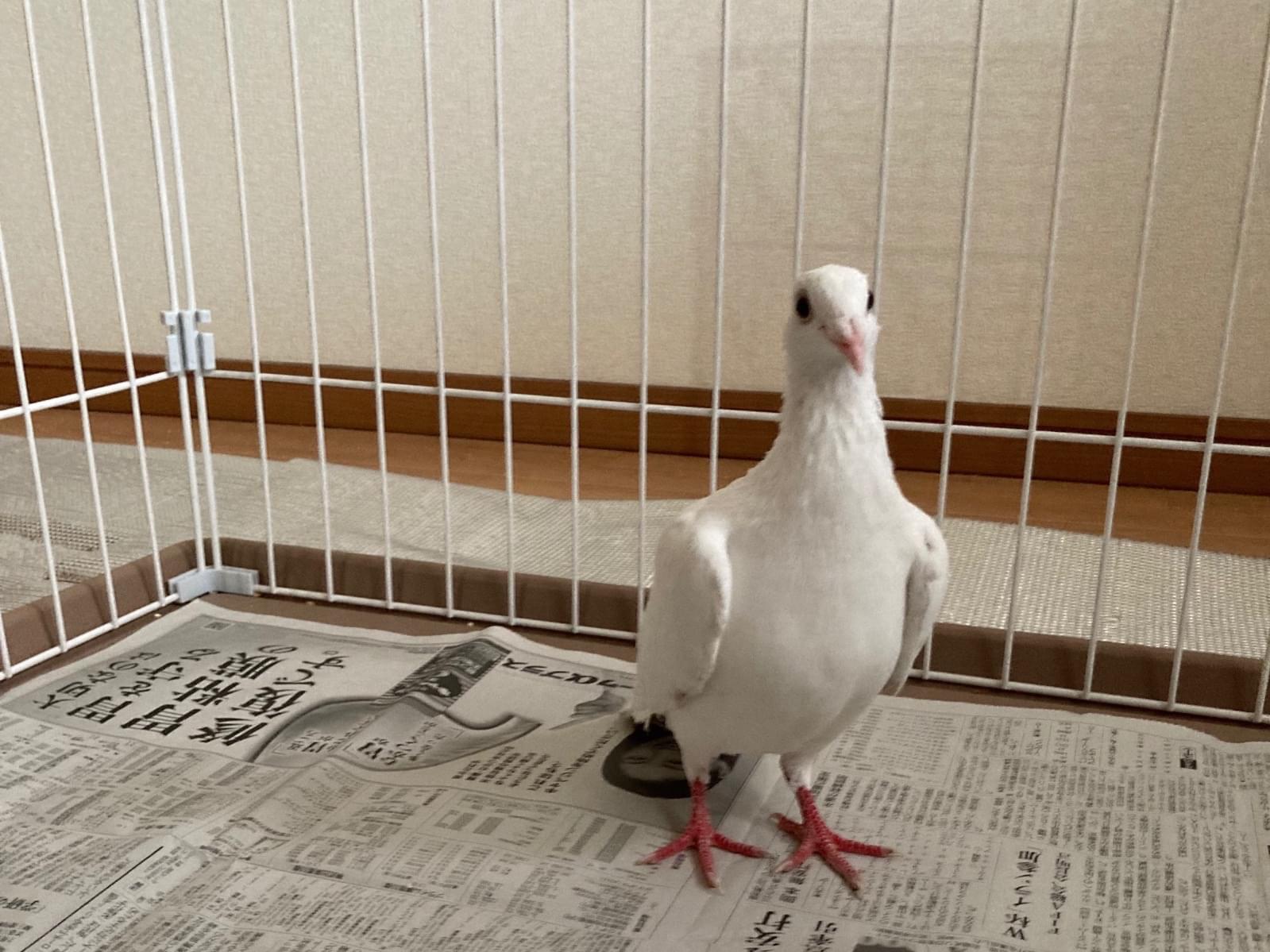 保護された鳥