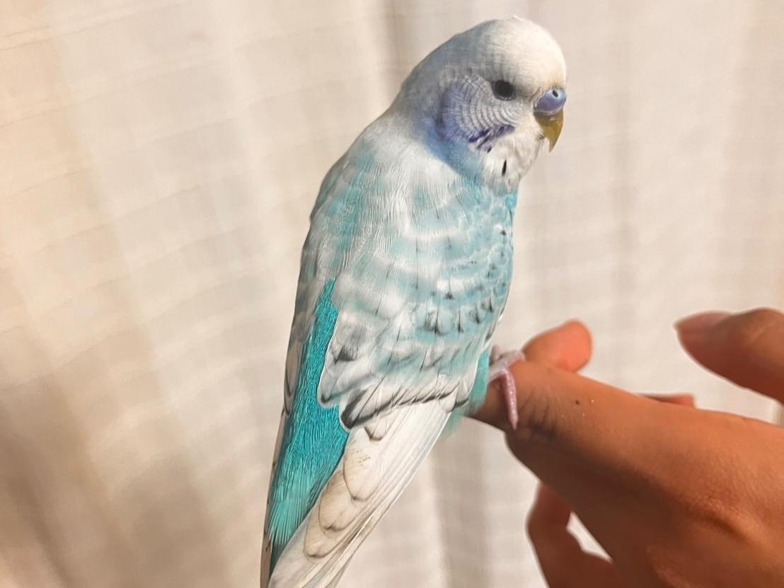 保護された鳥 保護された鳥