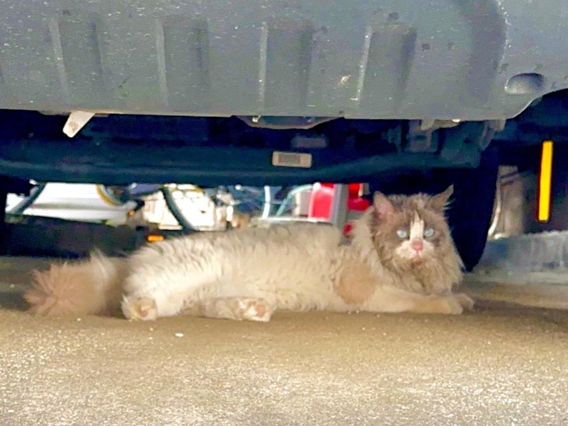 目撃された猫 目撃された猫