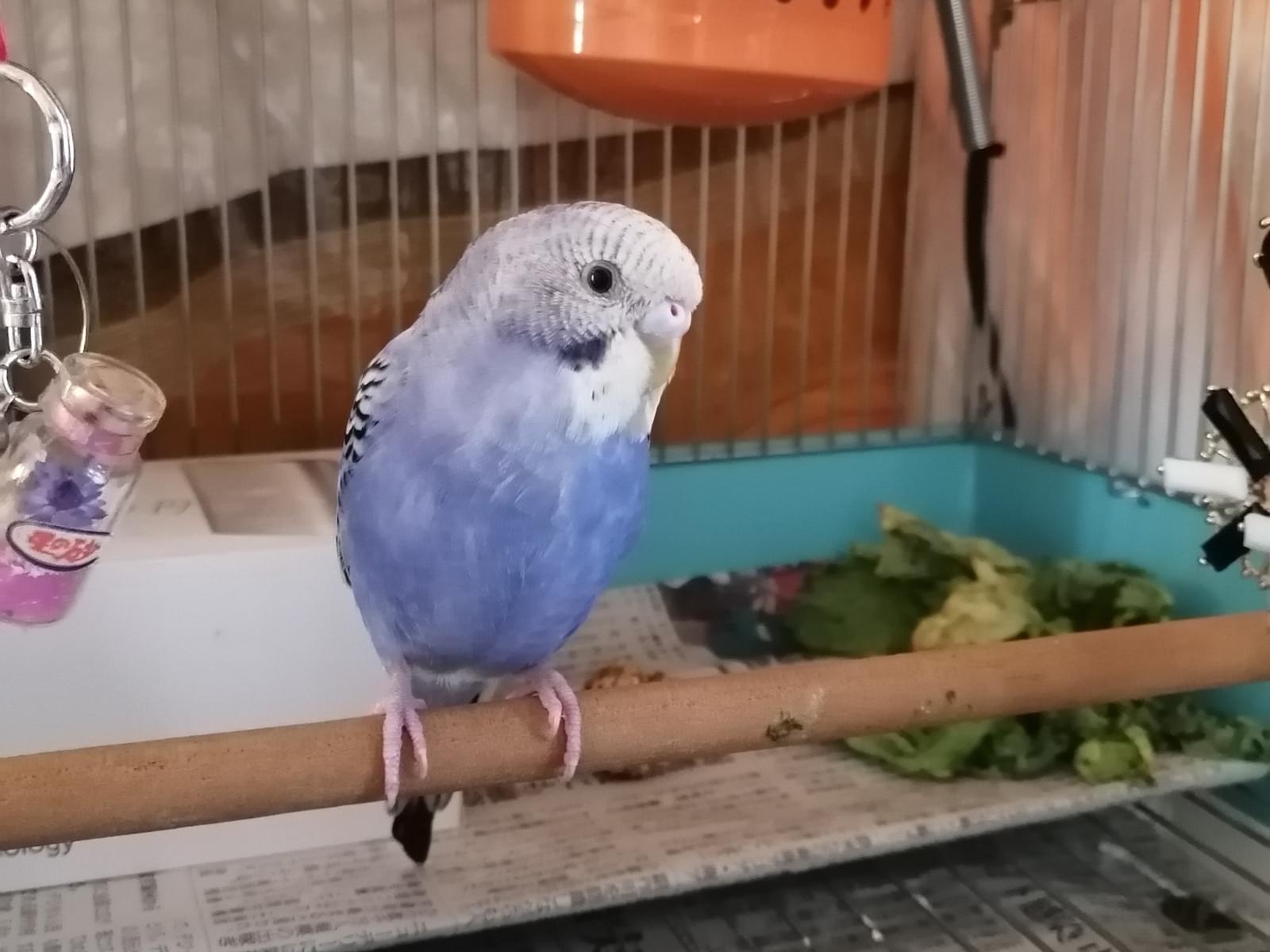 そらちゃん そらちゃん
