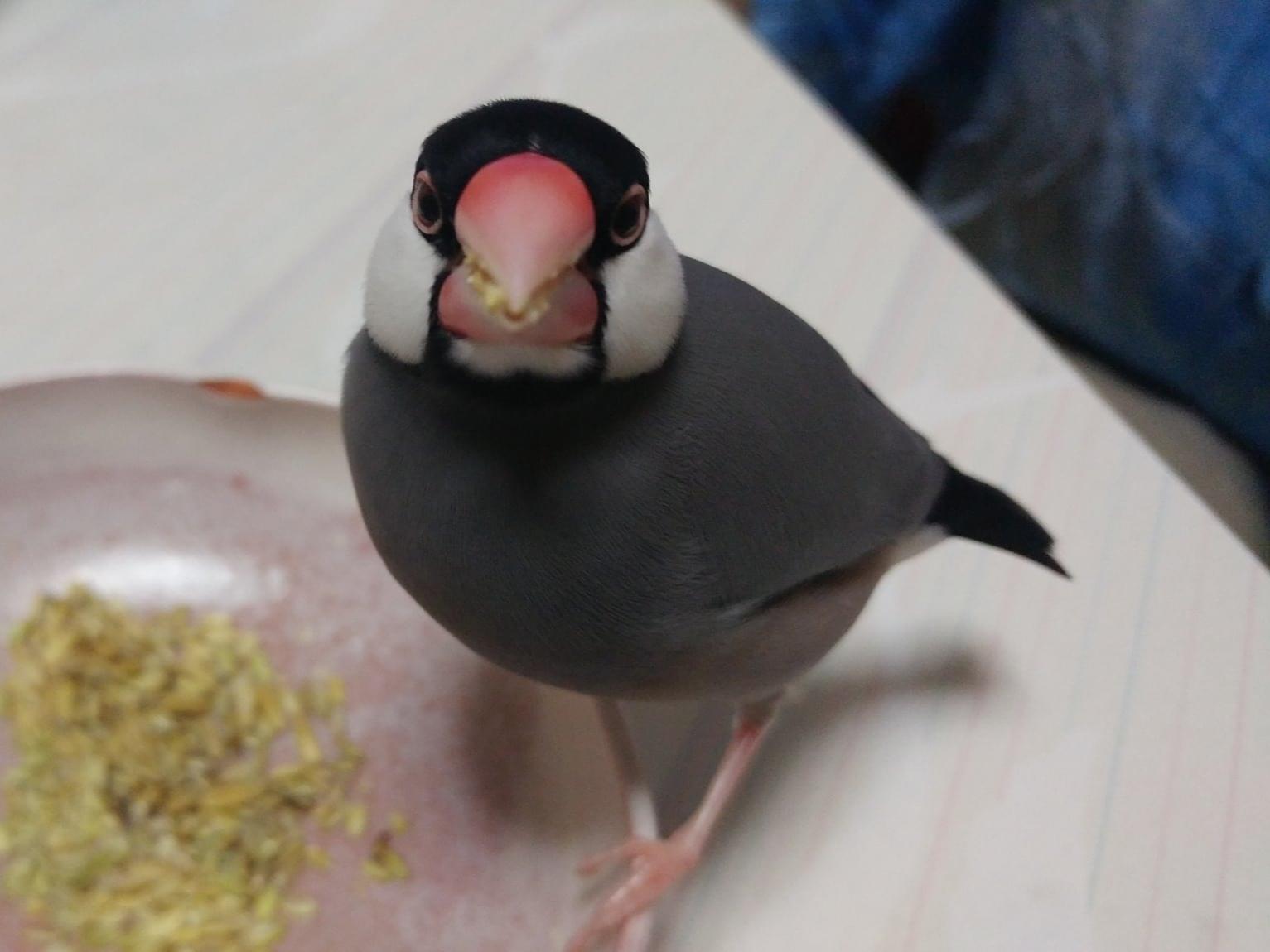 さくらちゃん さくらちゃん