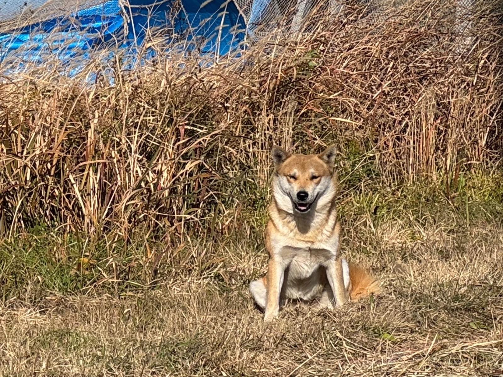 目撃された犬 目撃された犬