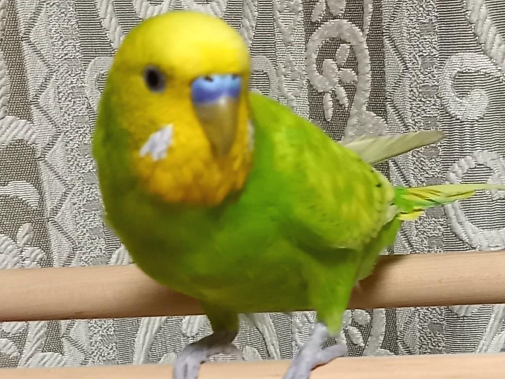 ふくちゃん ふくちゃん