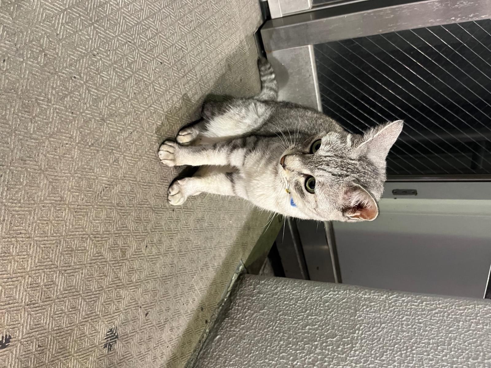 目撃された猫 目撃された猫