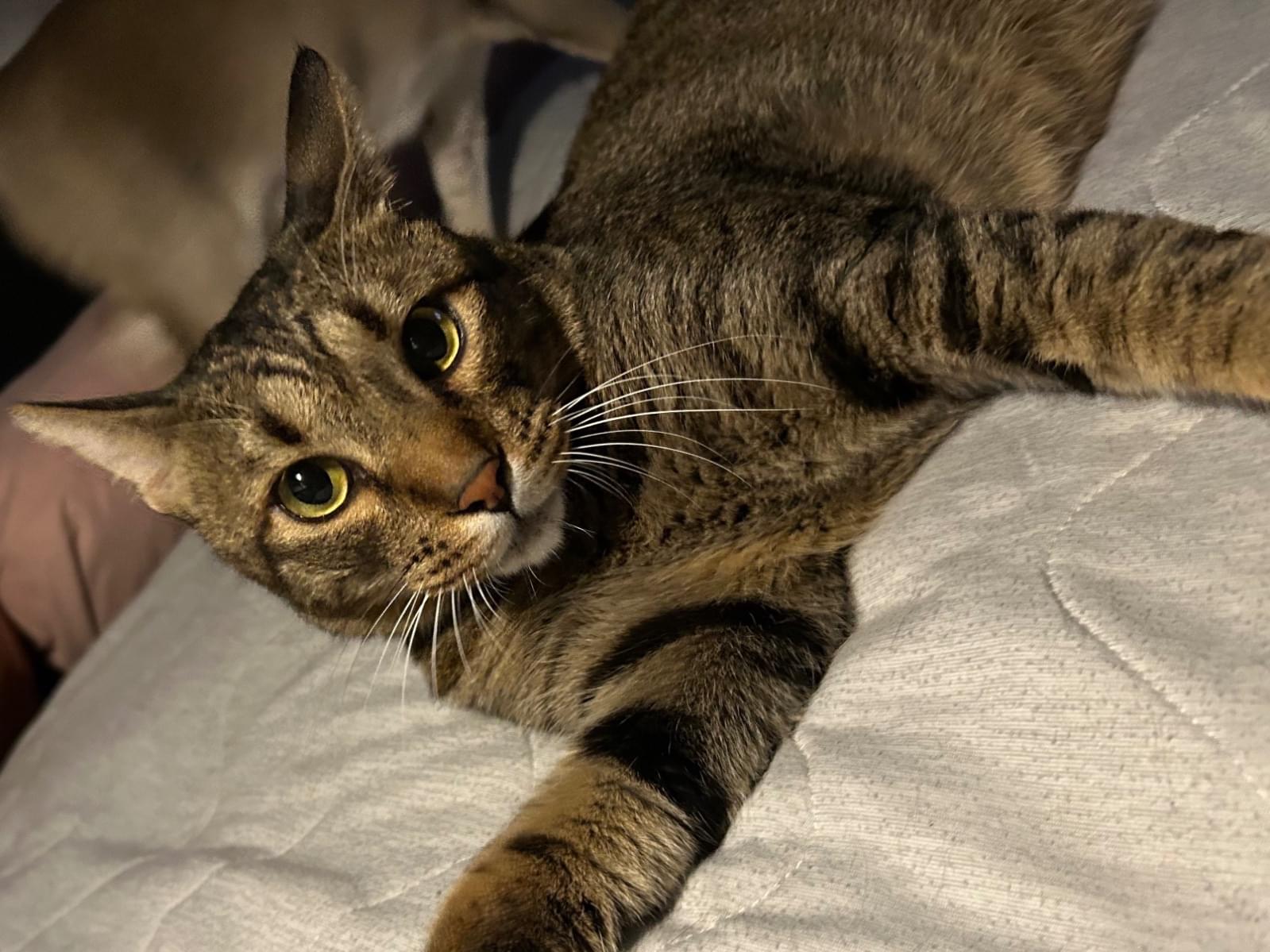 ろくぞうちゃん