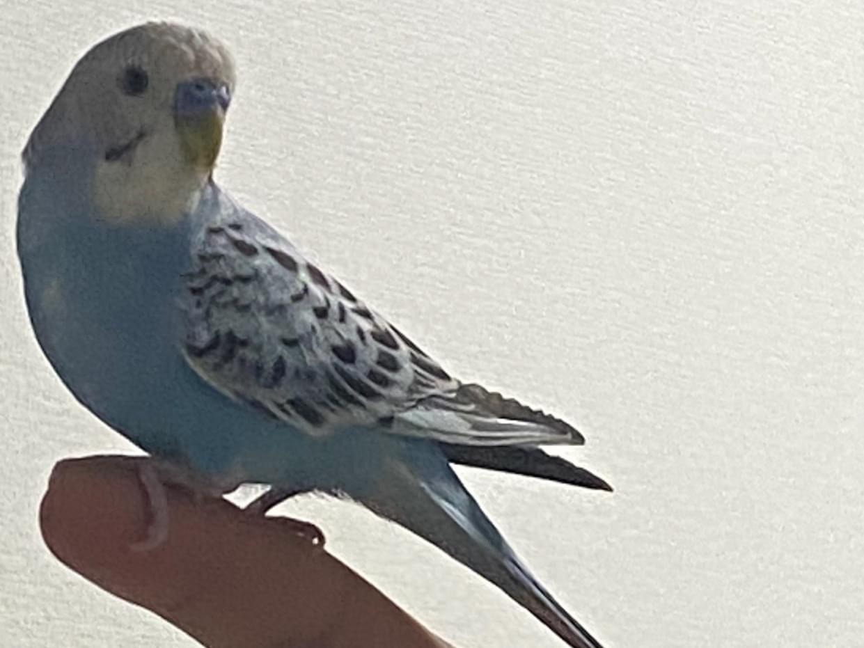 ランボウちゃん