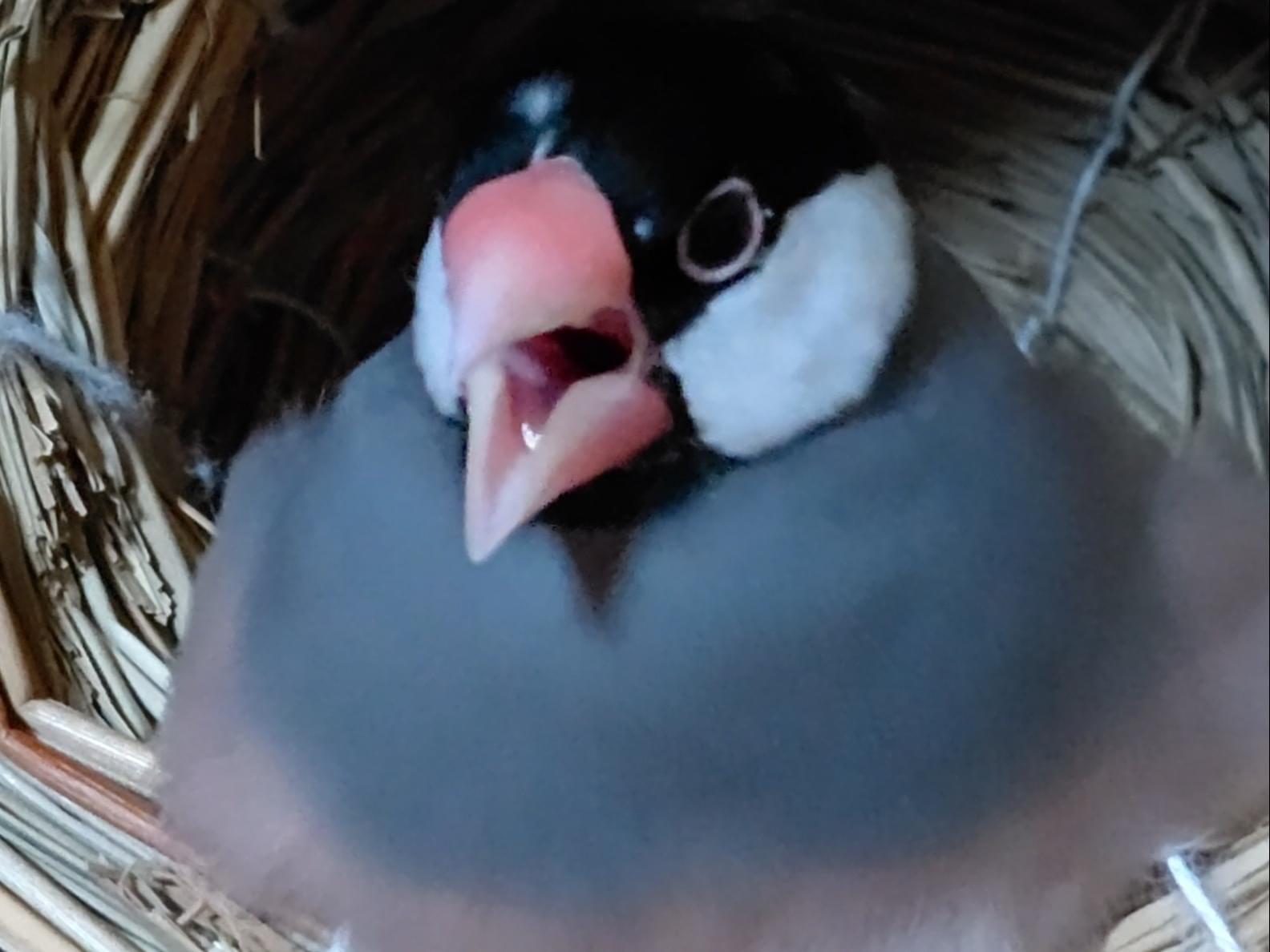 ピックちゃん ピックちゃん