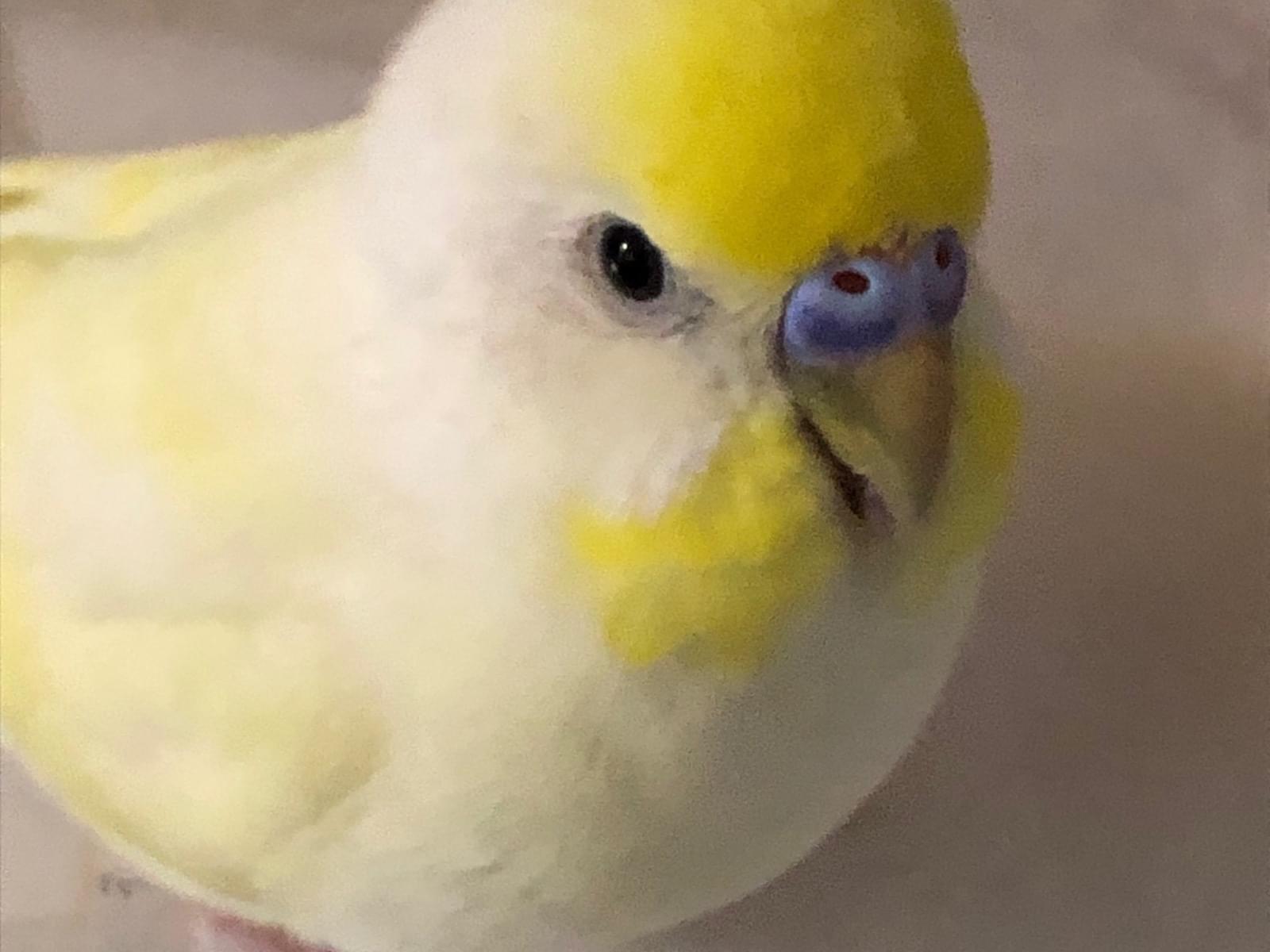 レモンちゃん レモンちゃん