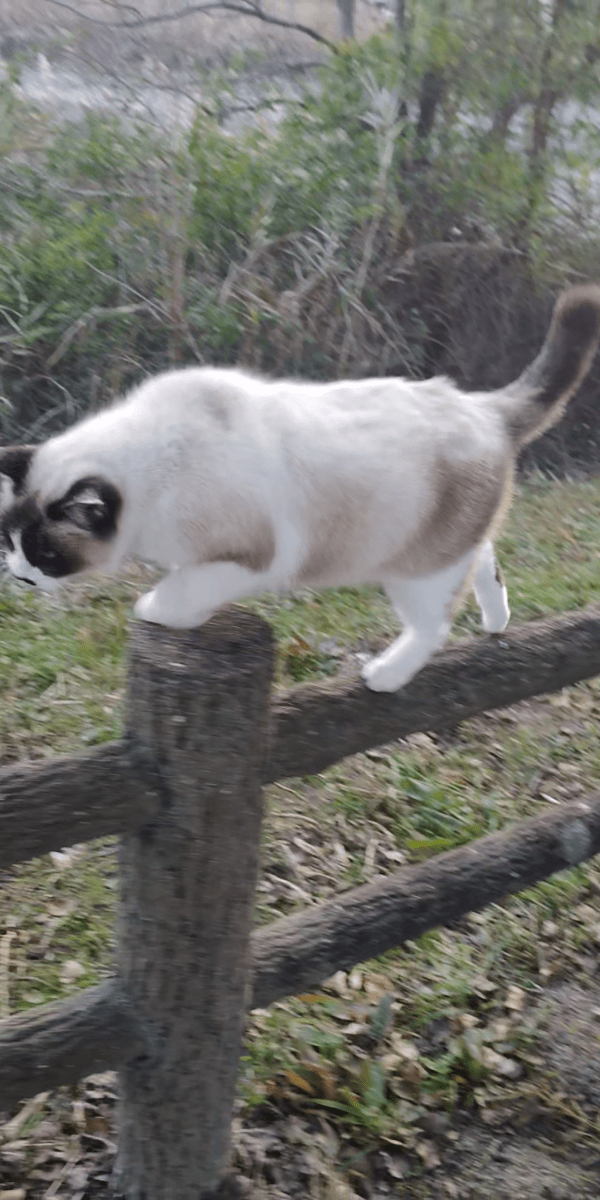 たぬき猫様 たっ、たぬき？ と思ったらういたんでした こちらを見上げる丸い