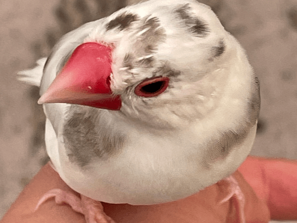 保護された鳥 保護された鳥