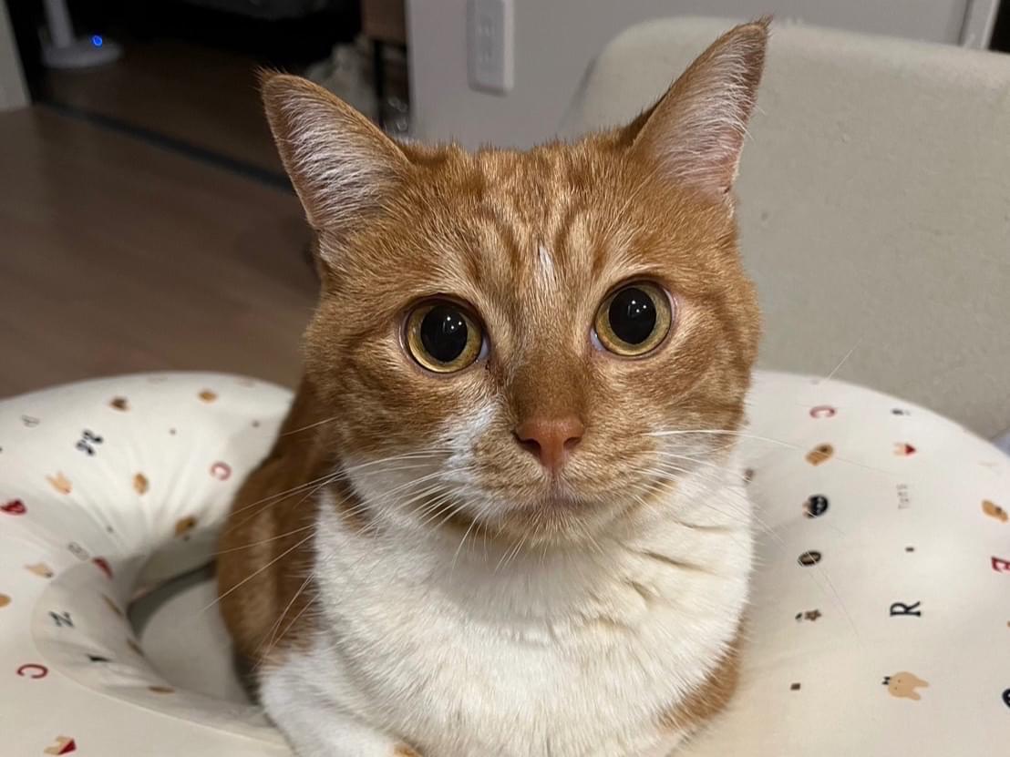 トラジローちゃん