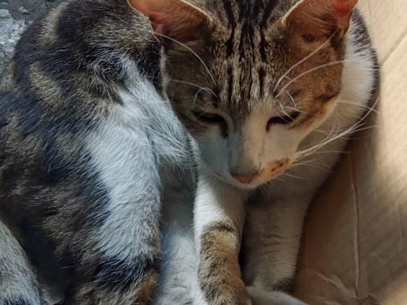 保護された猫 保護された猫