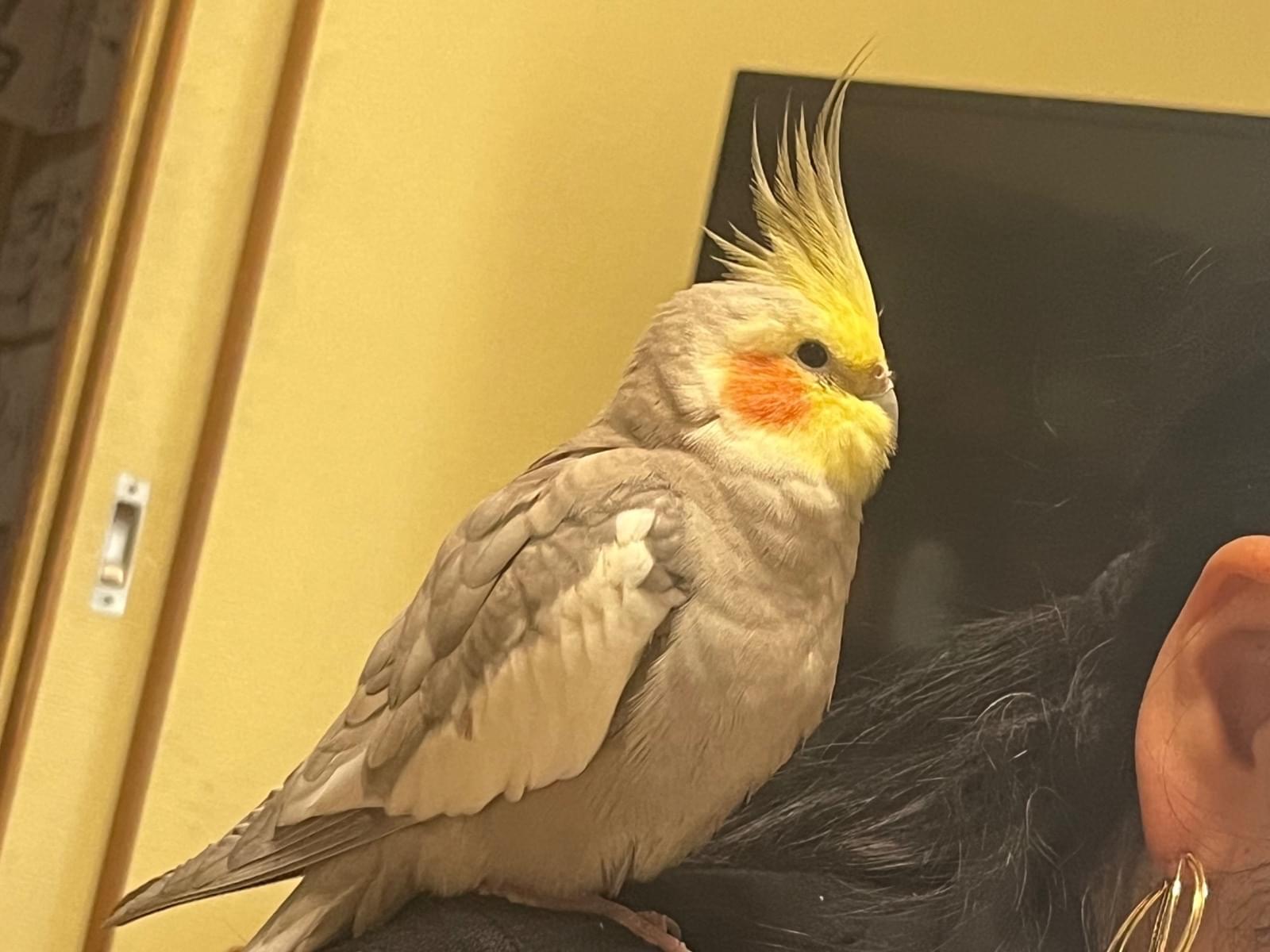 うづちゃん うづちゃん