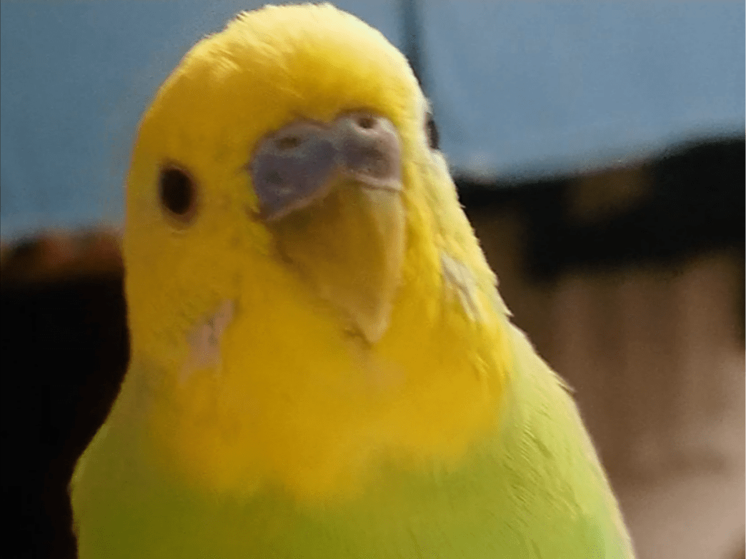 サニーちゃん サニーちゃん