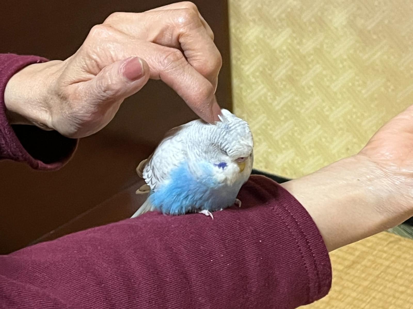 保護された鳥 保護された鳥