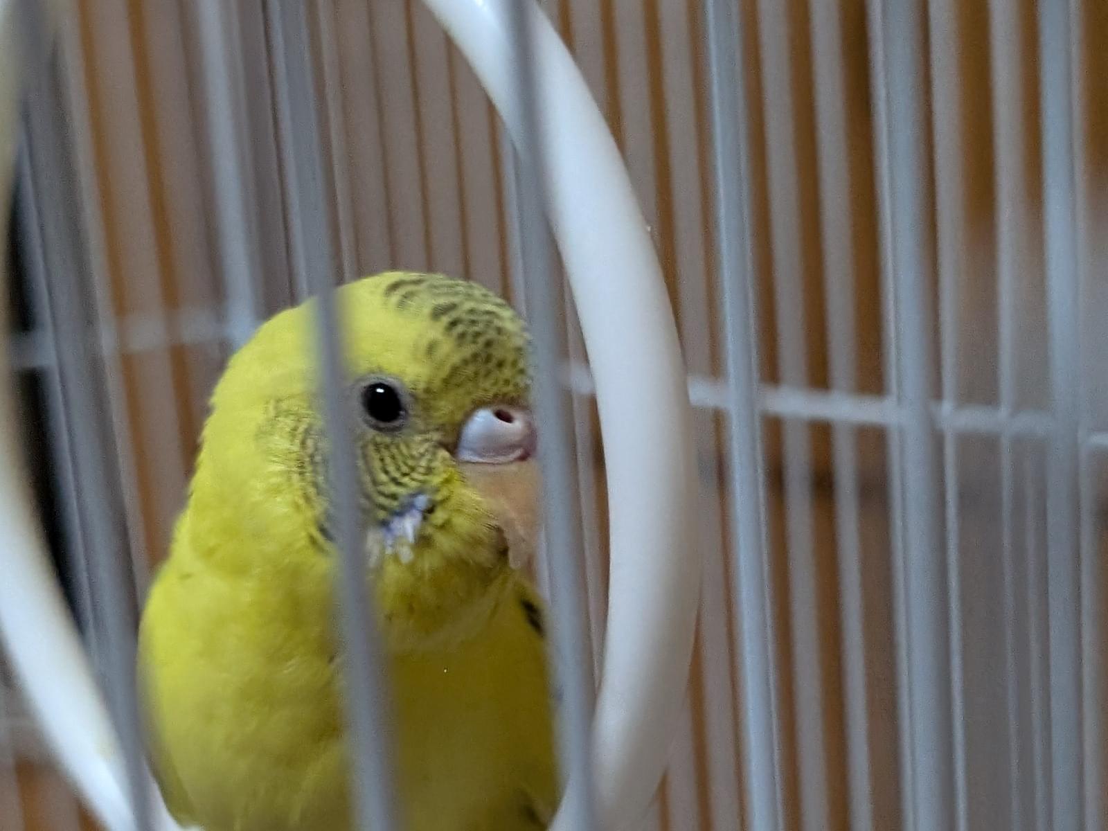 保護された鳥 保護された鳥
