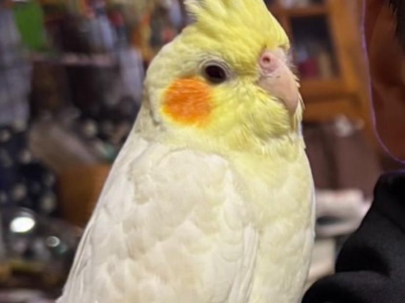 ちょんまげちゃん ちょんまげちゃん